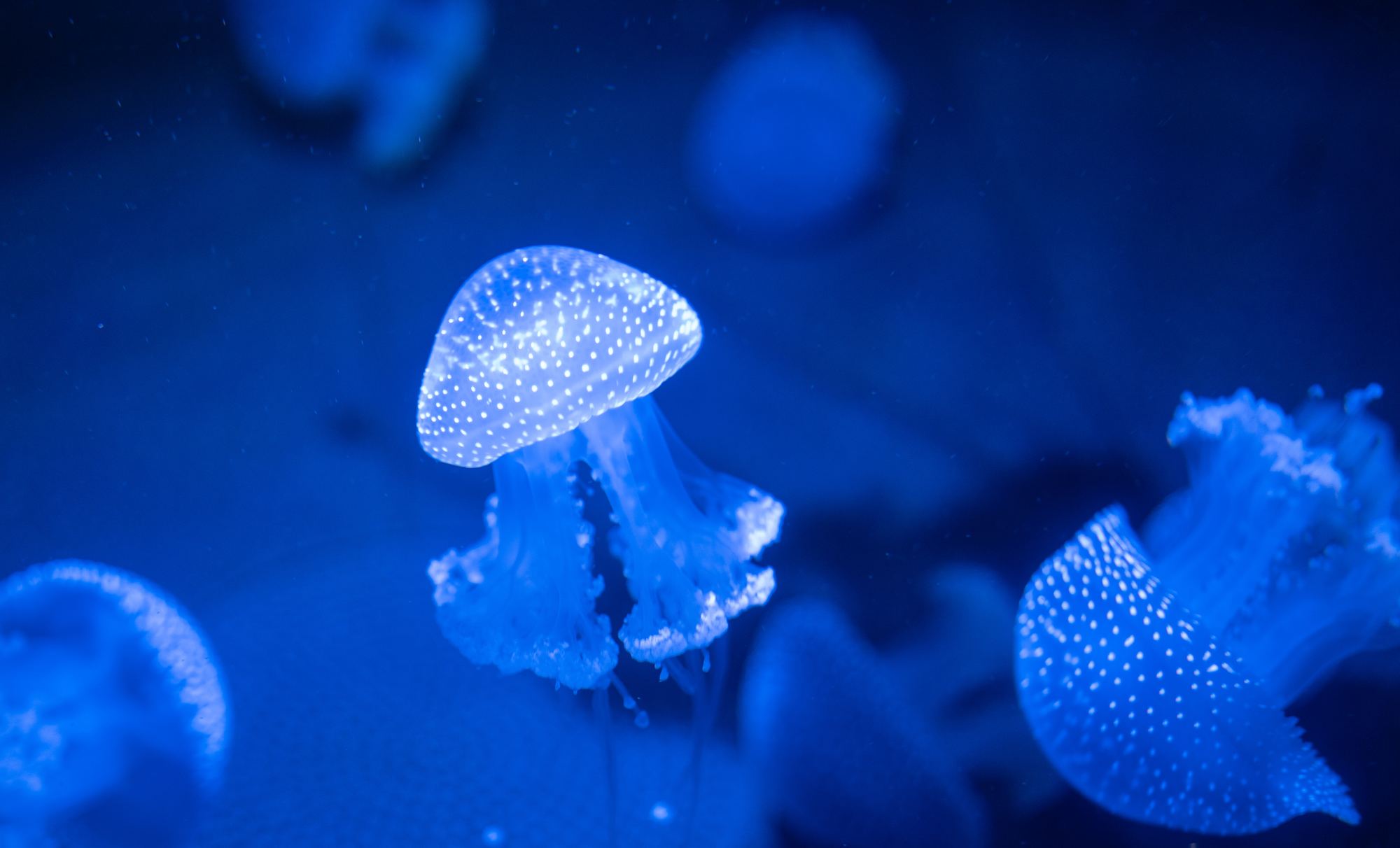 Aquarium de La Rochelle