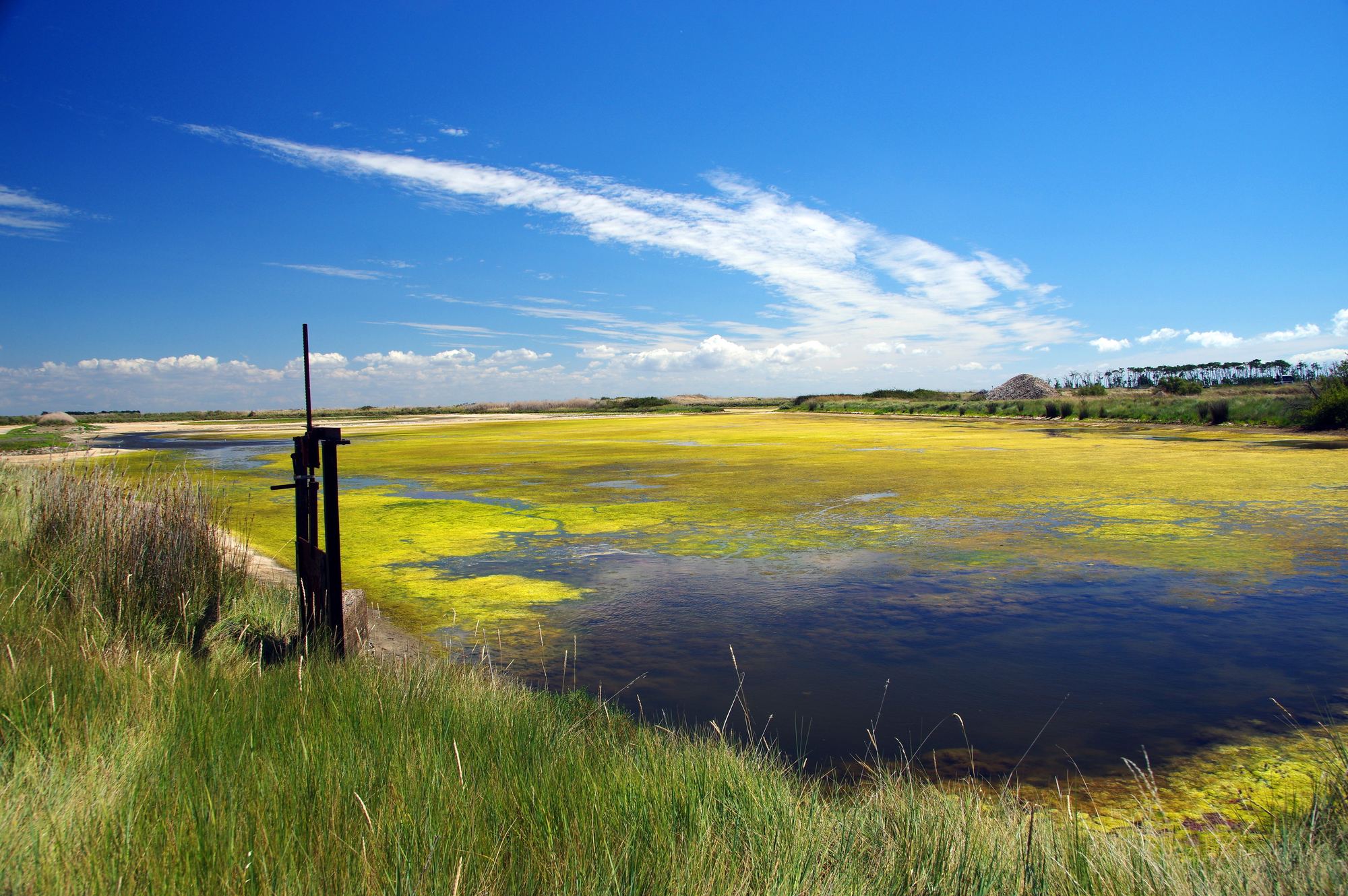 Flore La Pointe d’Arçay
