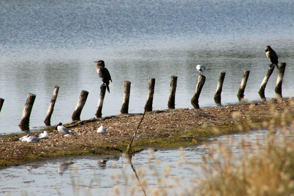 L'Aiguillon sur Mer Estuaire du Lay ()