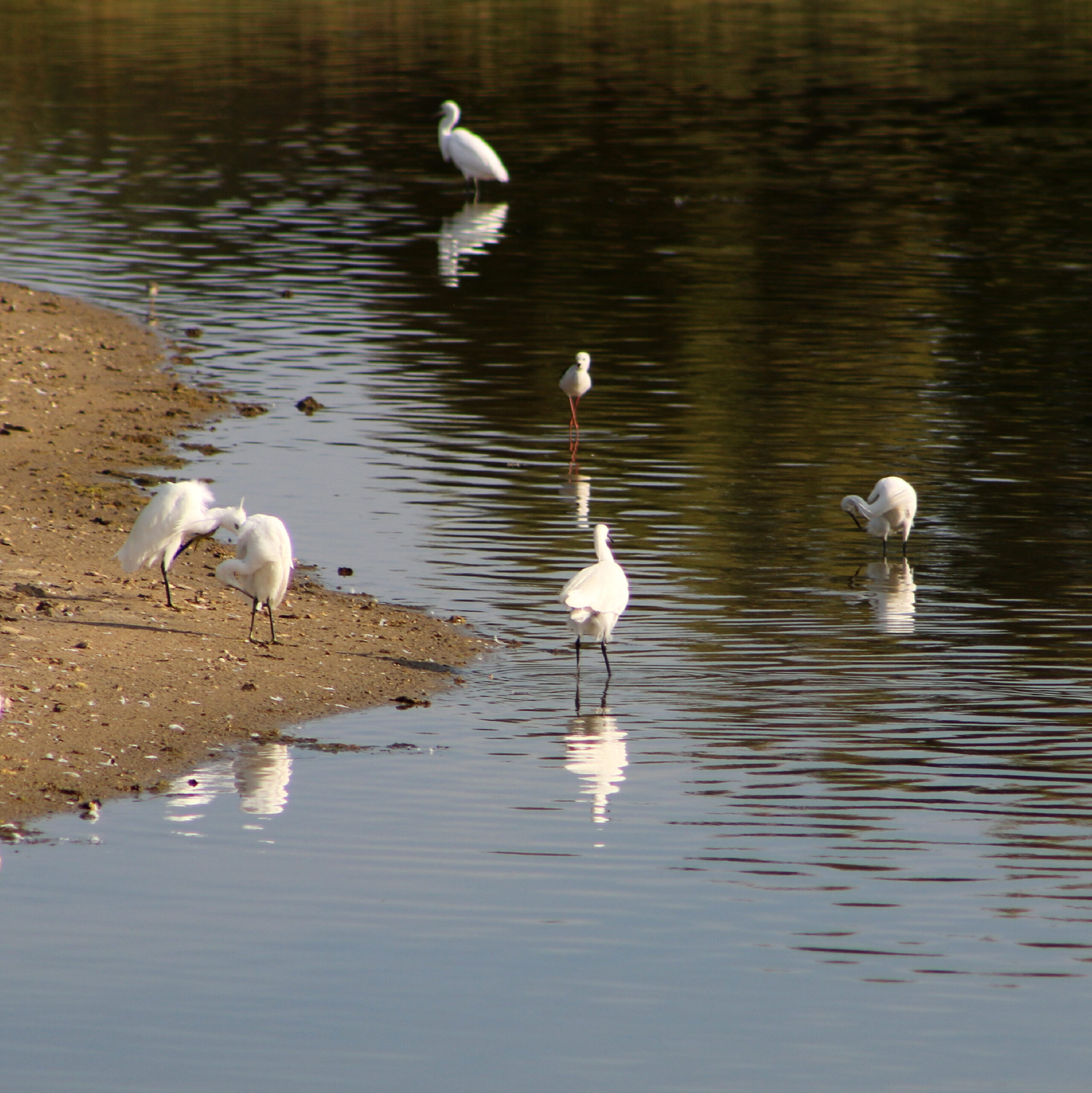 La Pointe d’Arçay