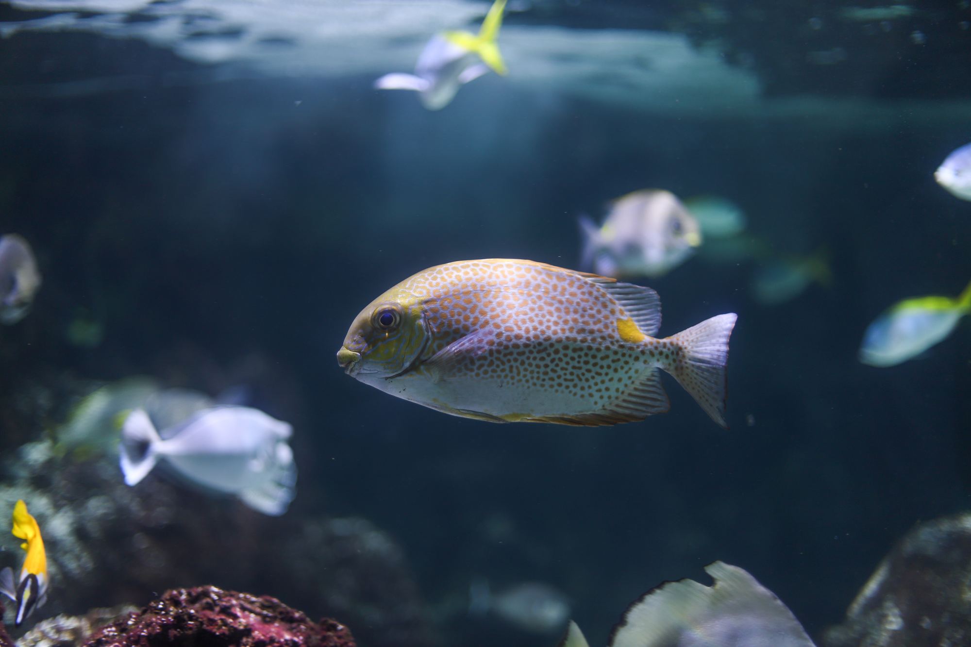 Poison Aquarium de La Rochelle