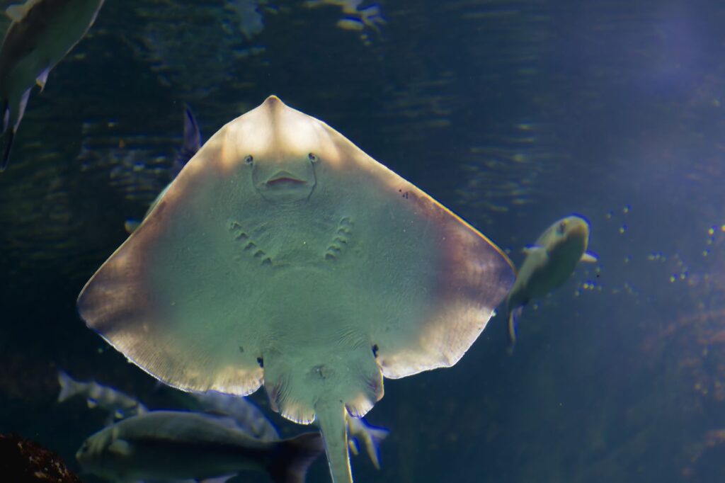 Ray manta Aquarium de La Rochelle