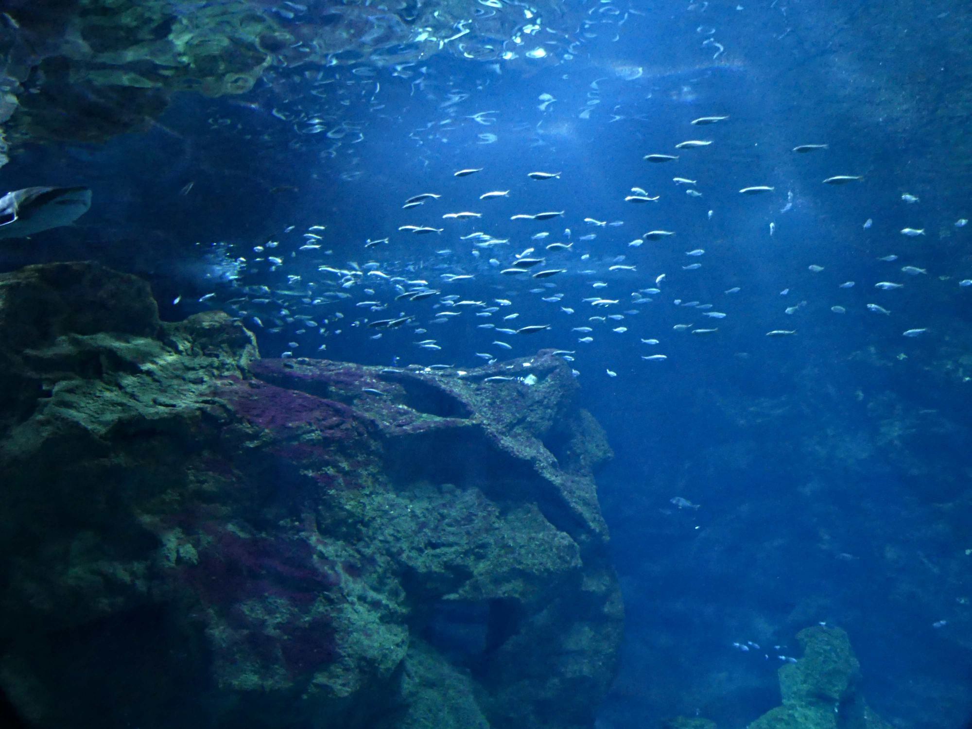 Visite à l'Aquarium de La Rochelle
