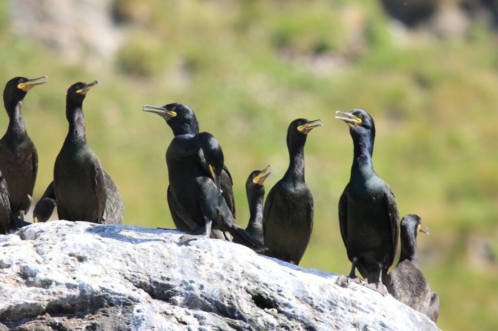 faune pointe d’Arçay