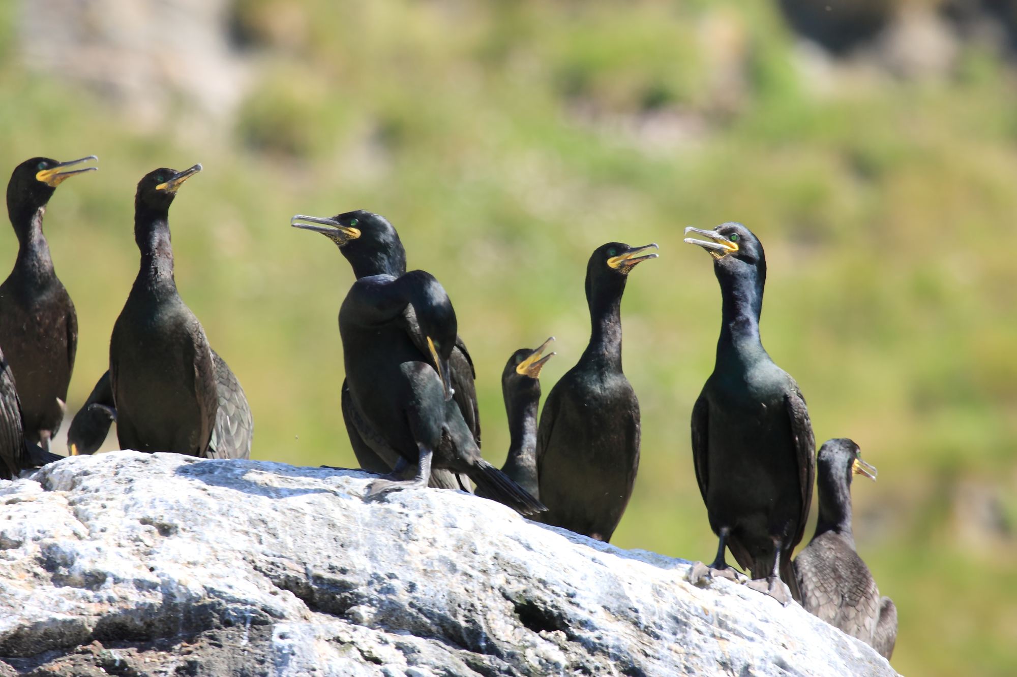 faune pointe d’Arçay