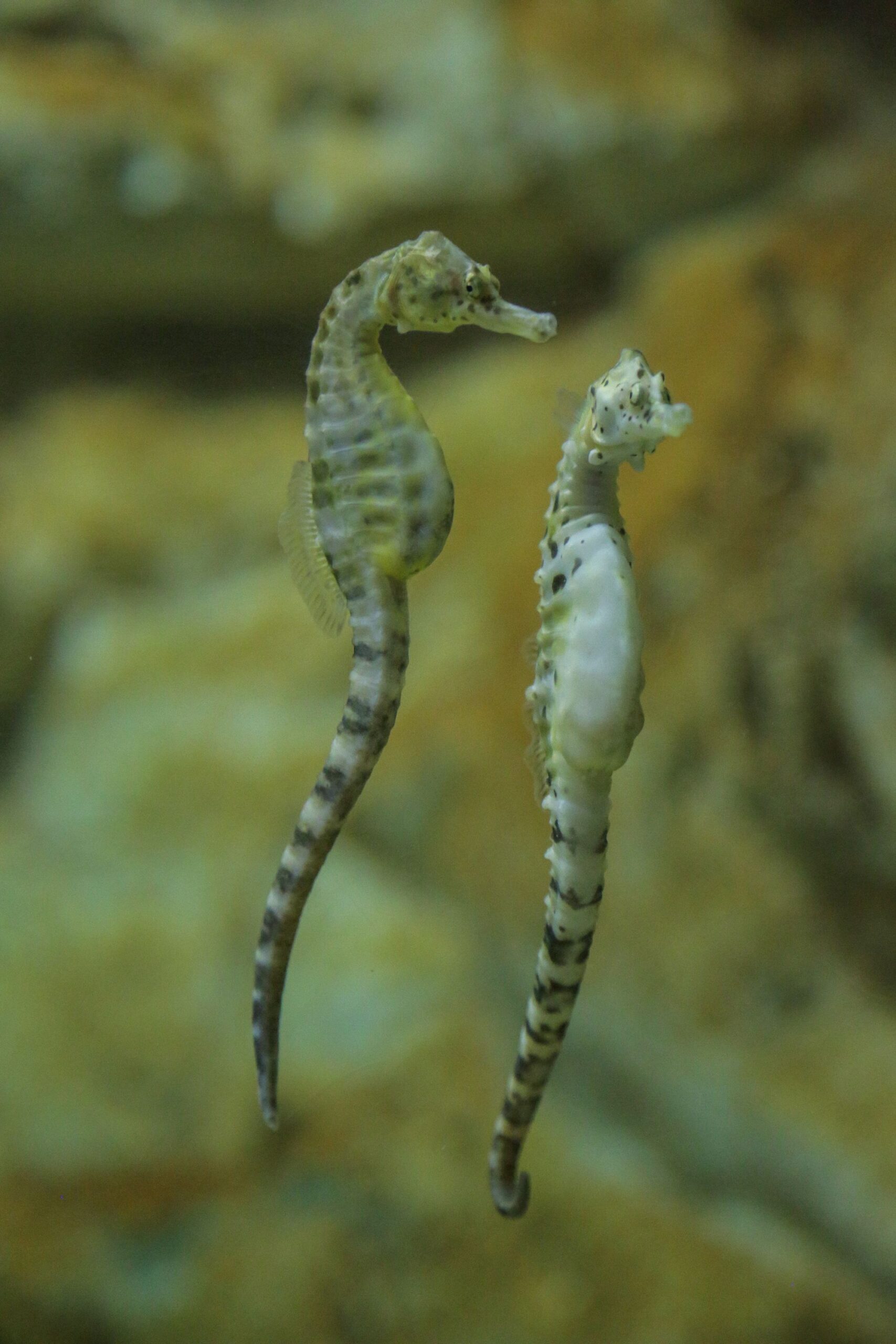 hippocamp Aquarium de La Rochelle