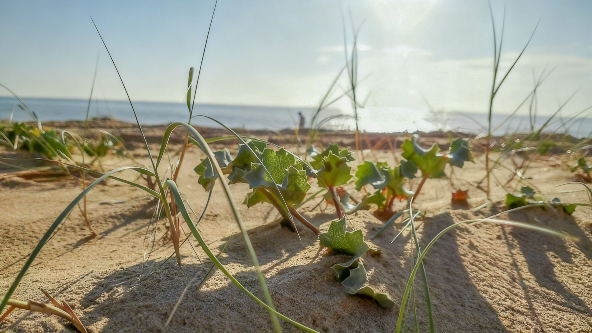 la plage près du camping la siesta